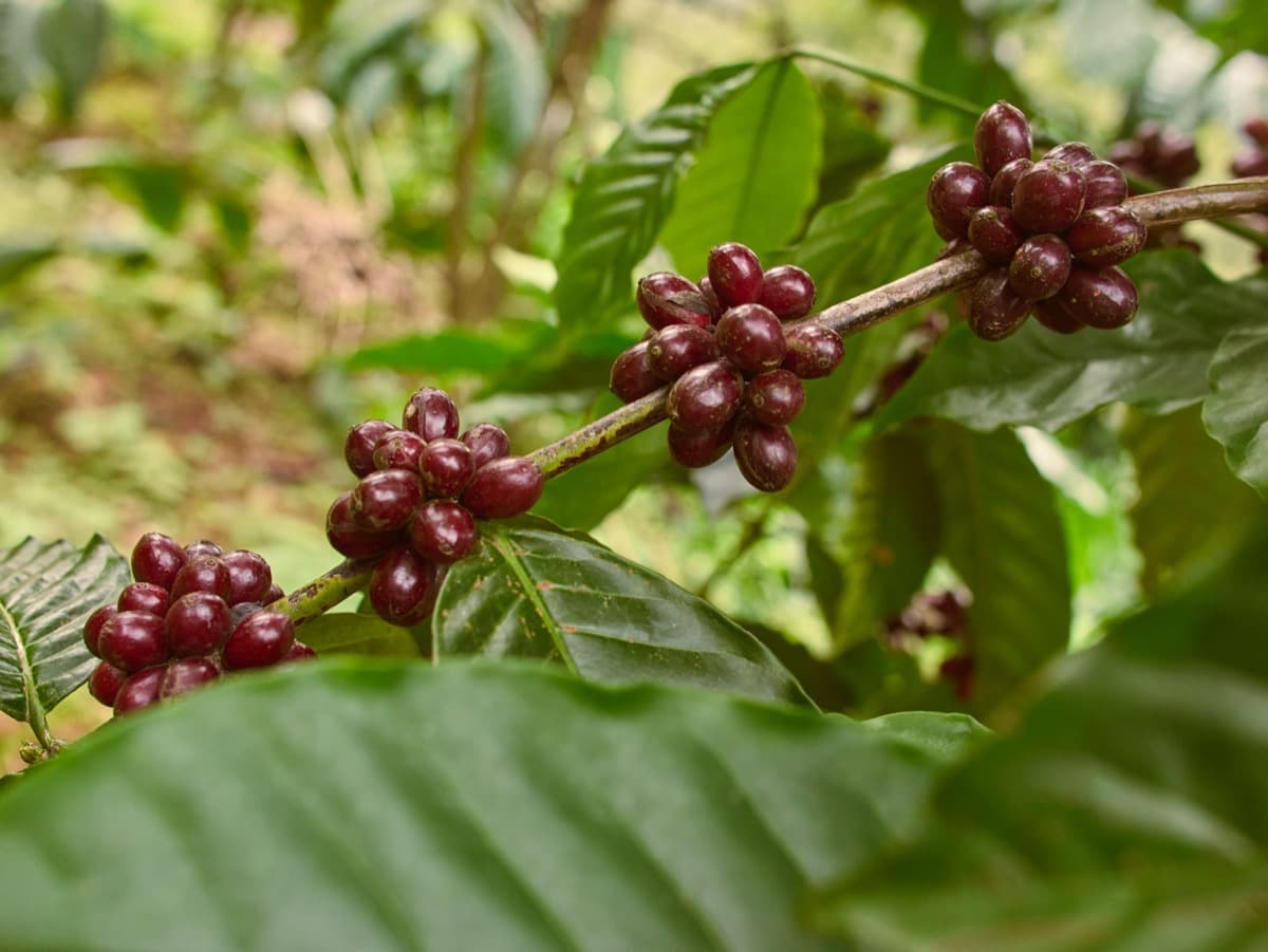 Vietnam Lam Dong Future Farm - Natural Anaerobic, photo 12