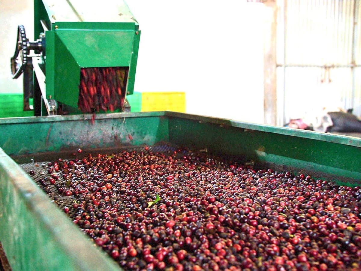 Vietnam Lam Dong Future Farm - Natural Anaerobic, photo 2