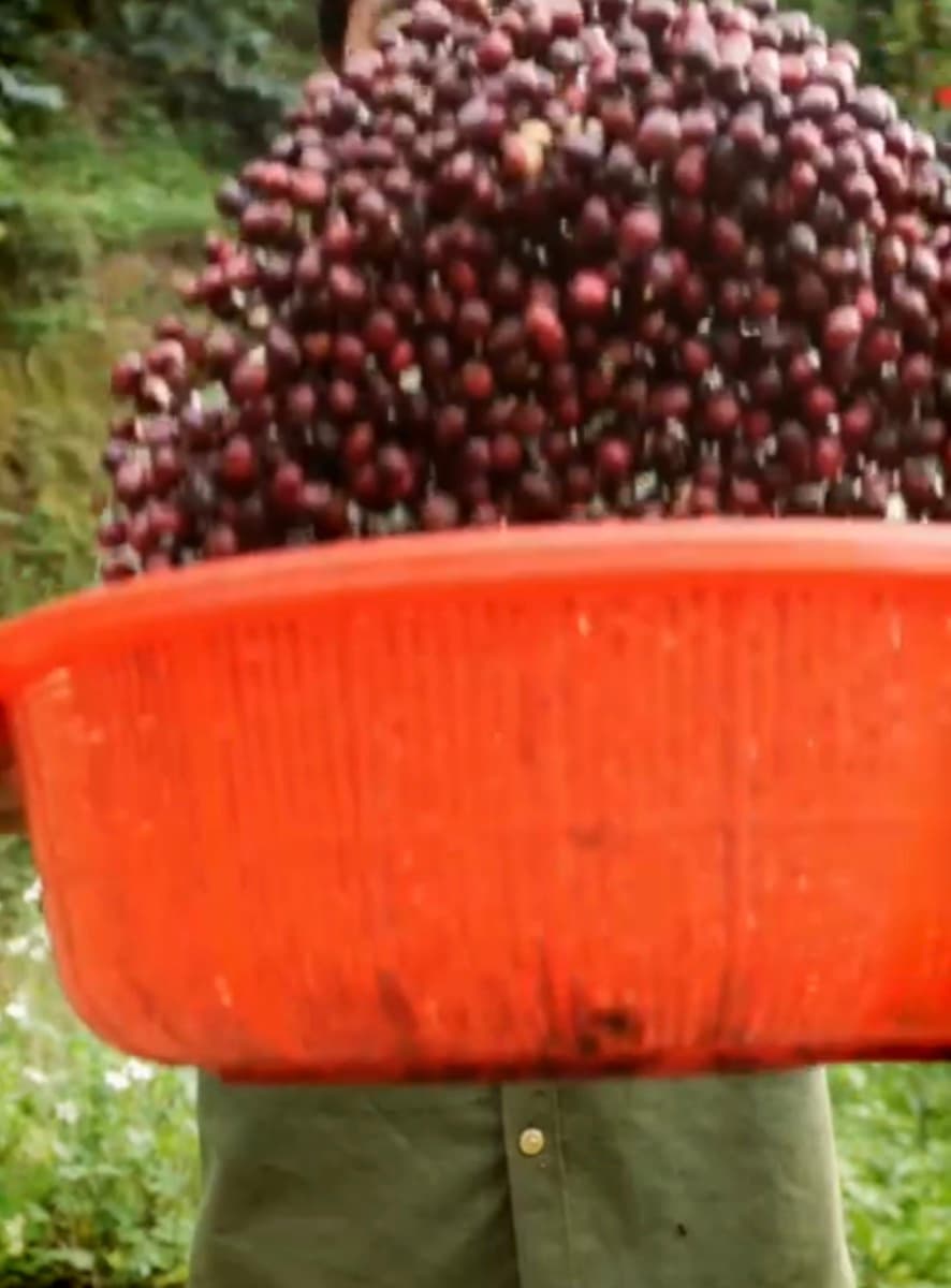 Vietnam Lam Dong Future Farm - Natural Anaerobic, photo 7