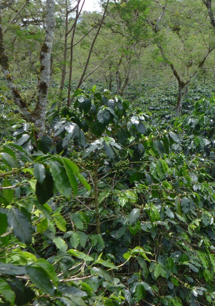 Somnum Decaf, photo 6