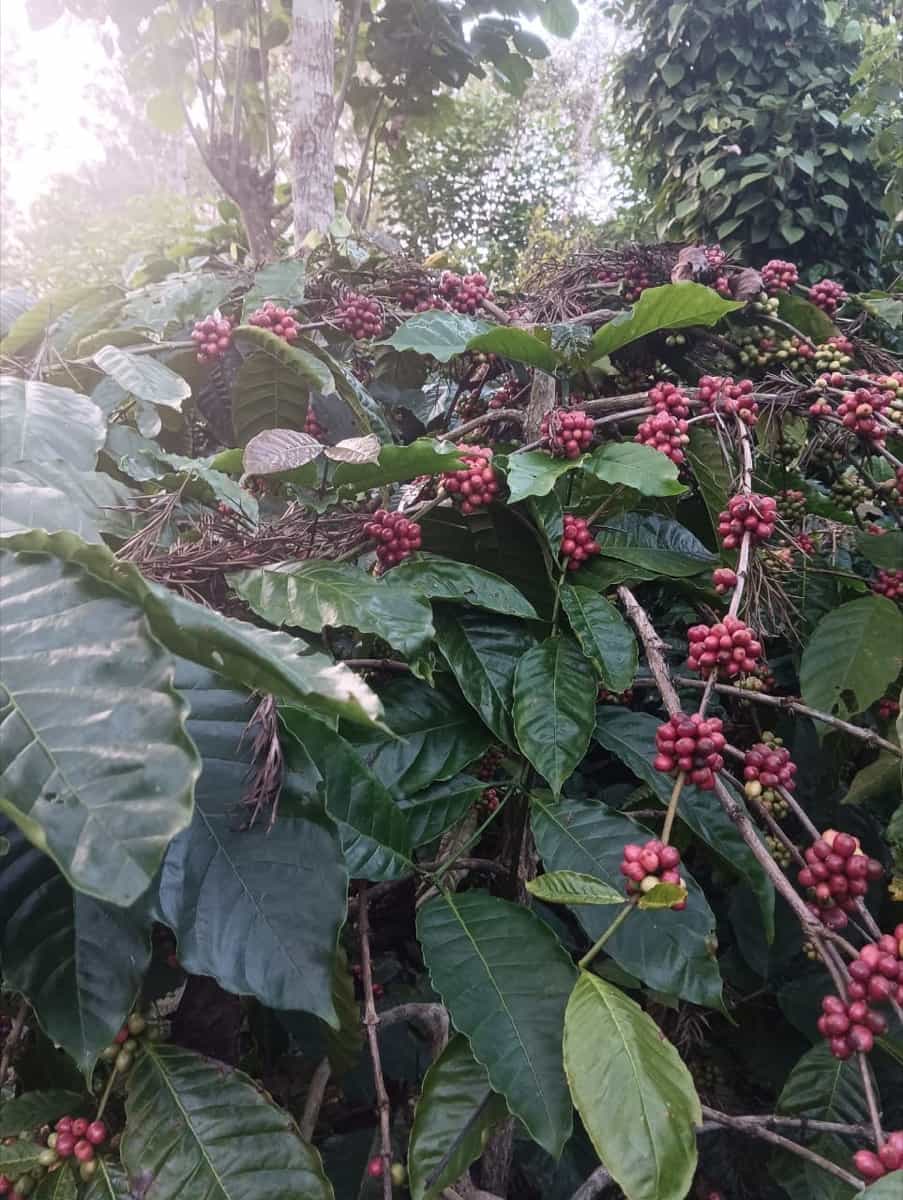 Somnum Decaf
