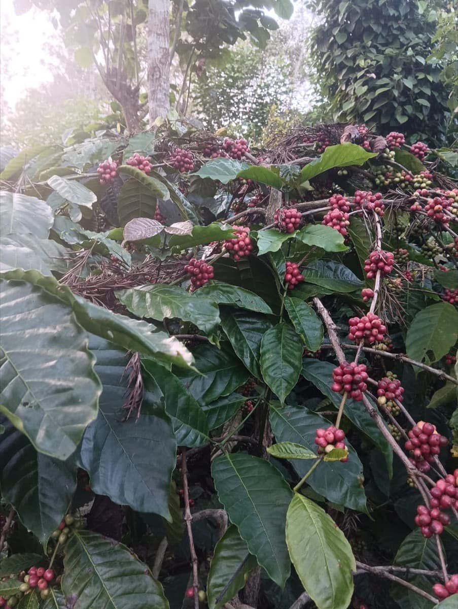 Somnum Decaf