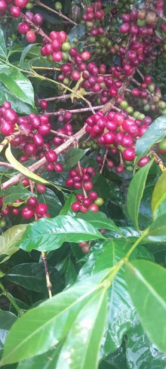 Ethiopia Gidami Asikana, photo 14