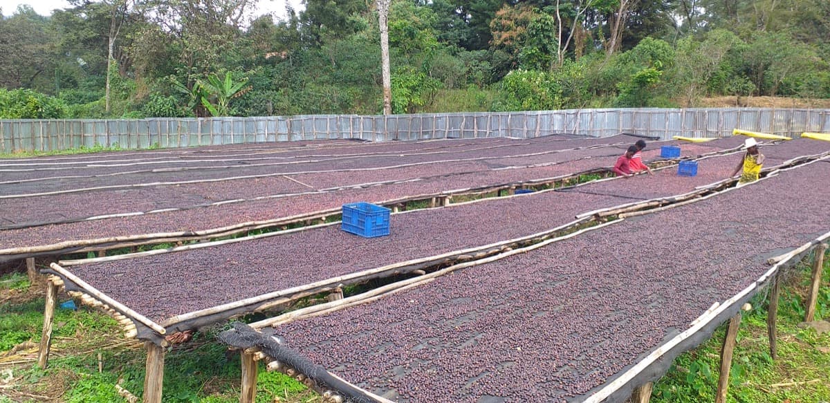 Ethiopia Gidami Asikana, photo 6