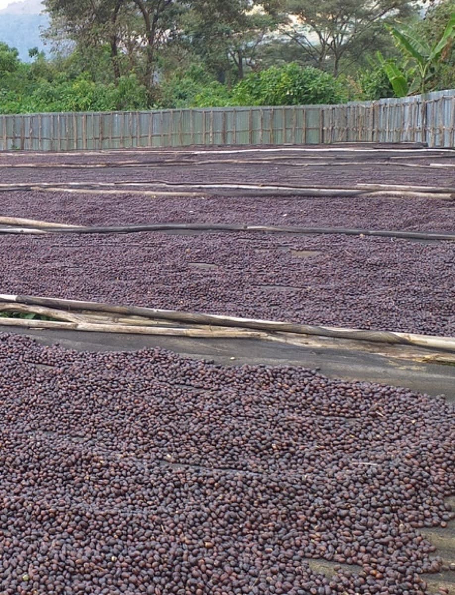 Ethiopia Gidami Asikana, photo 8