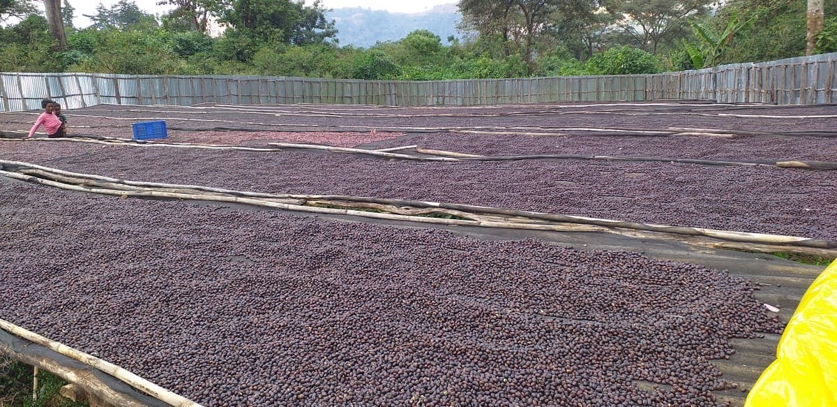 Ethiopia Gidami Asikana, photo 10