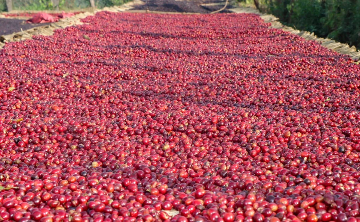 Ethiopia Gidami Asikana, photo 3