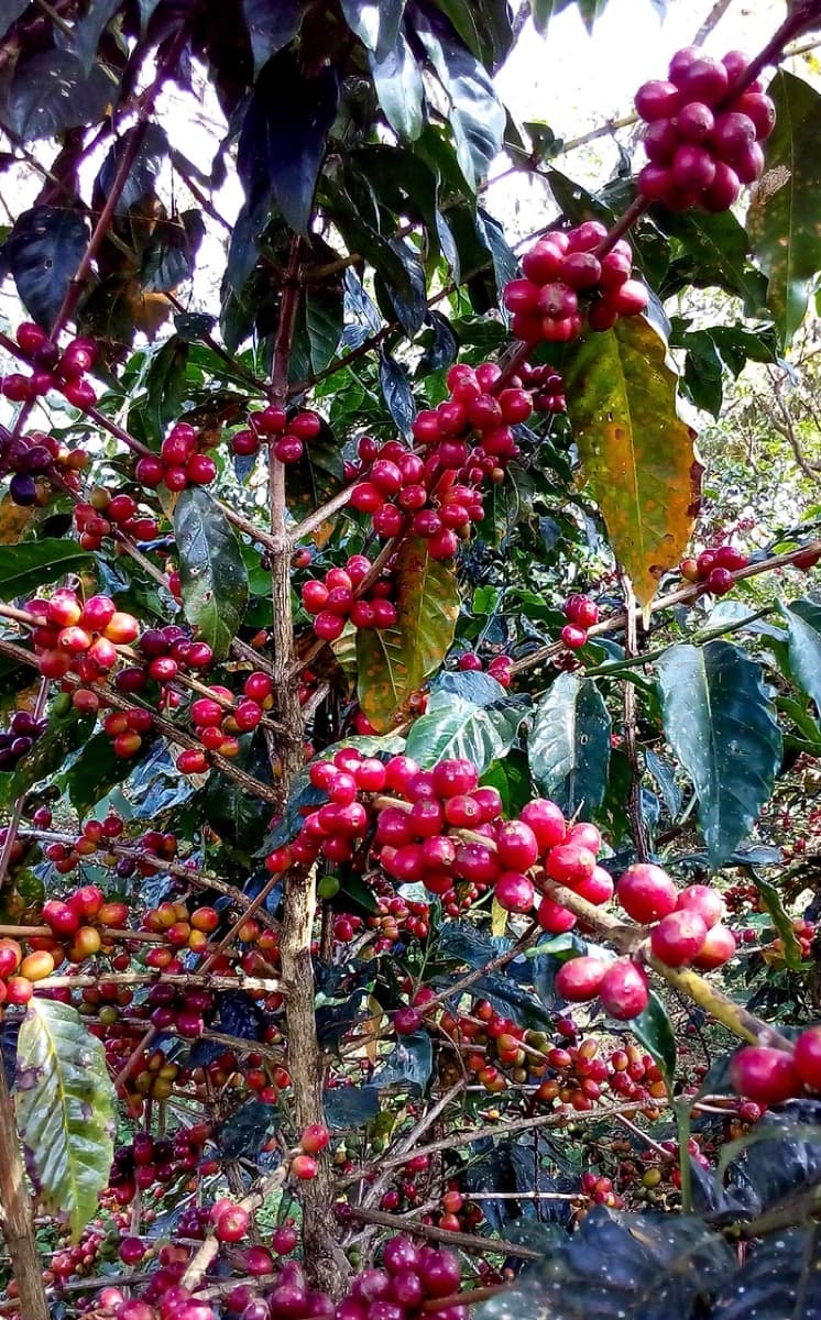 Ethiopia Gidami Asikana, photo 9
