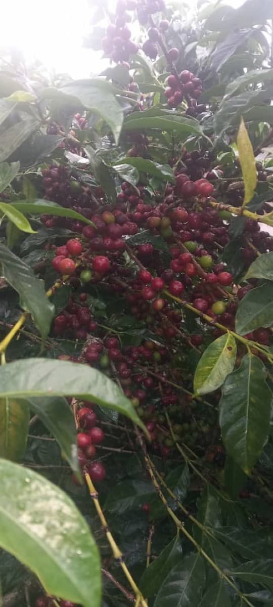 Ethiopia Gidami Asikana, photo 13