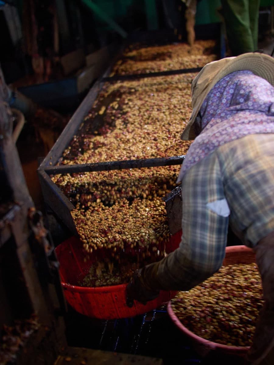 Vietnam Lam Dong Future Farm - Honey Anaerobic, photo 3
