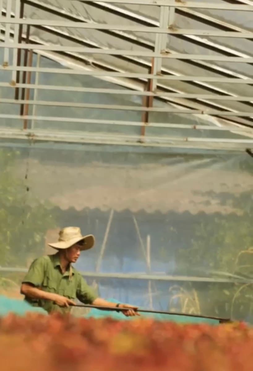 Vietnam Lam Dong Future Farm - Honey Anaerobic, photo 4