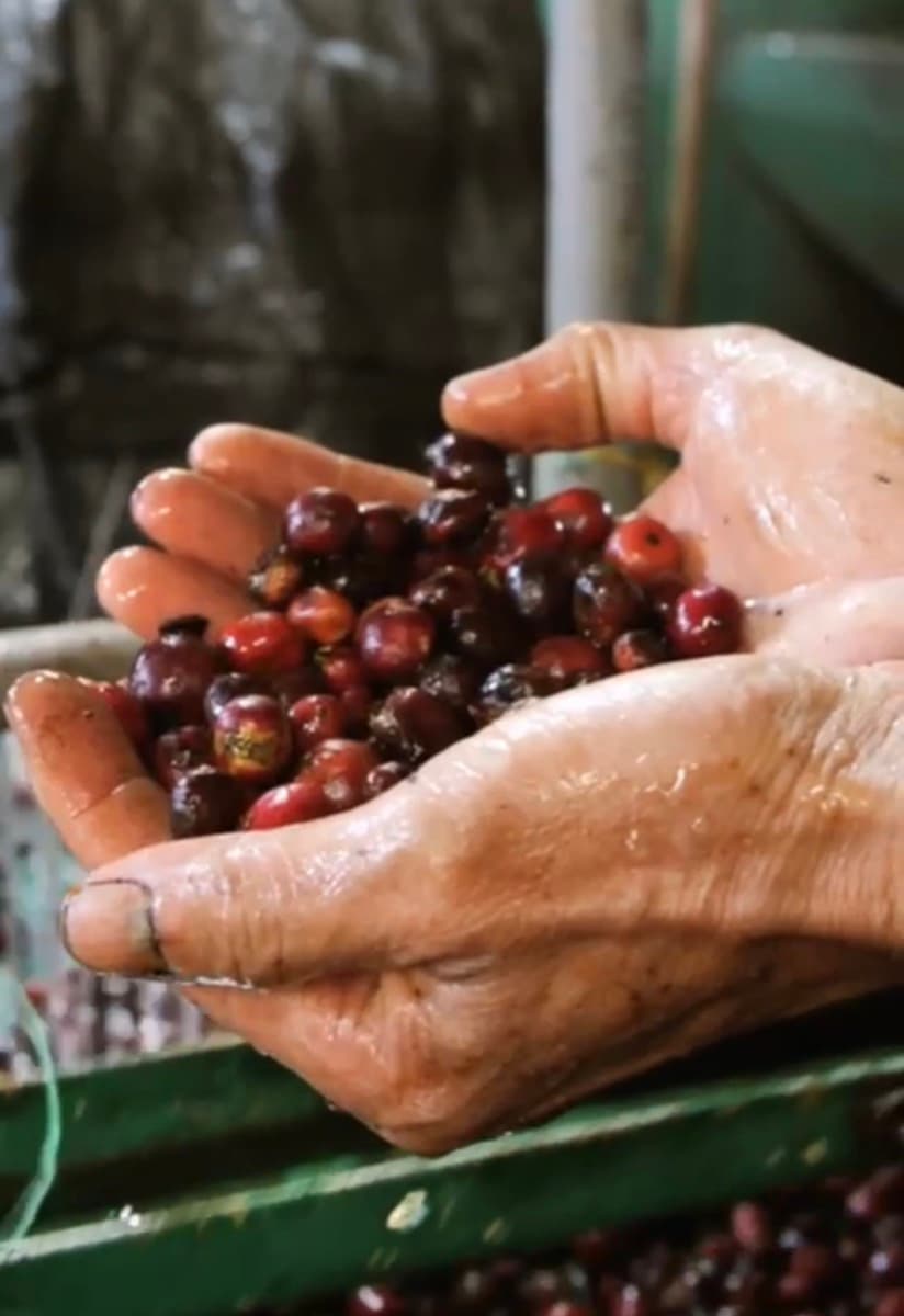 Vietnam Lam Dong Future Farm - Honey Anaerobic, photo 5