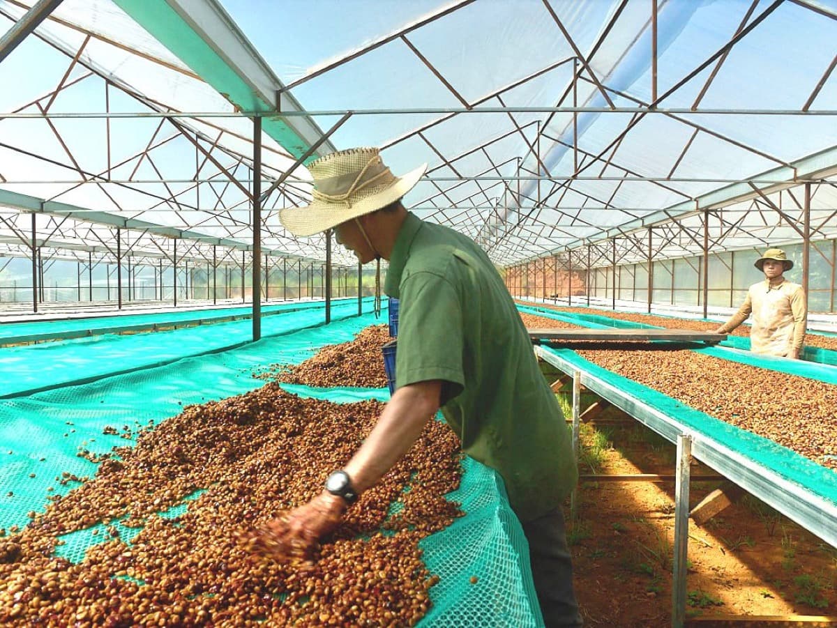 Vietnam Lam Dong Future Farm - Honey Anaerobic, photo 6