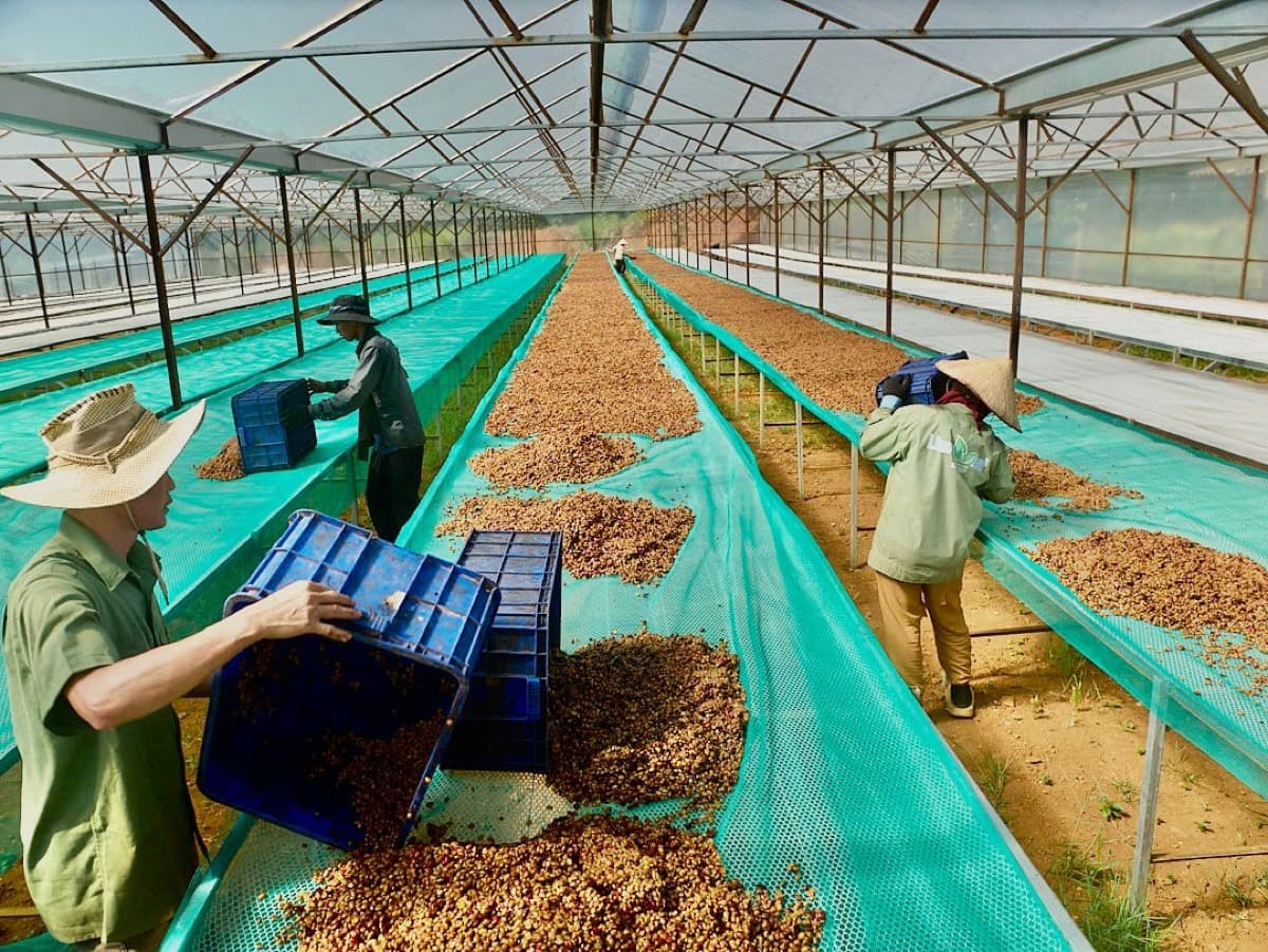 Vietnam Lam Dong Future Farm - Honey Anaerobic, photo 8