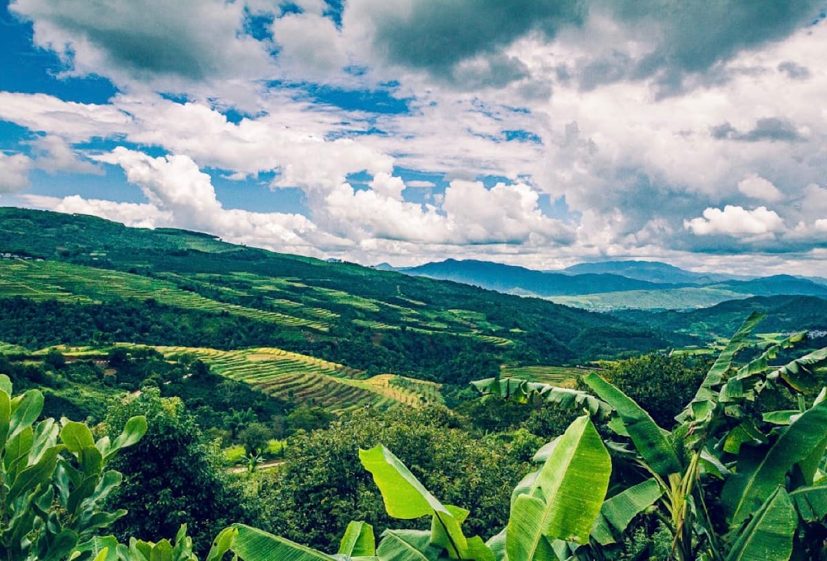 Pu'er Espresso Yunnan Single Origins Pairing