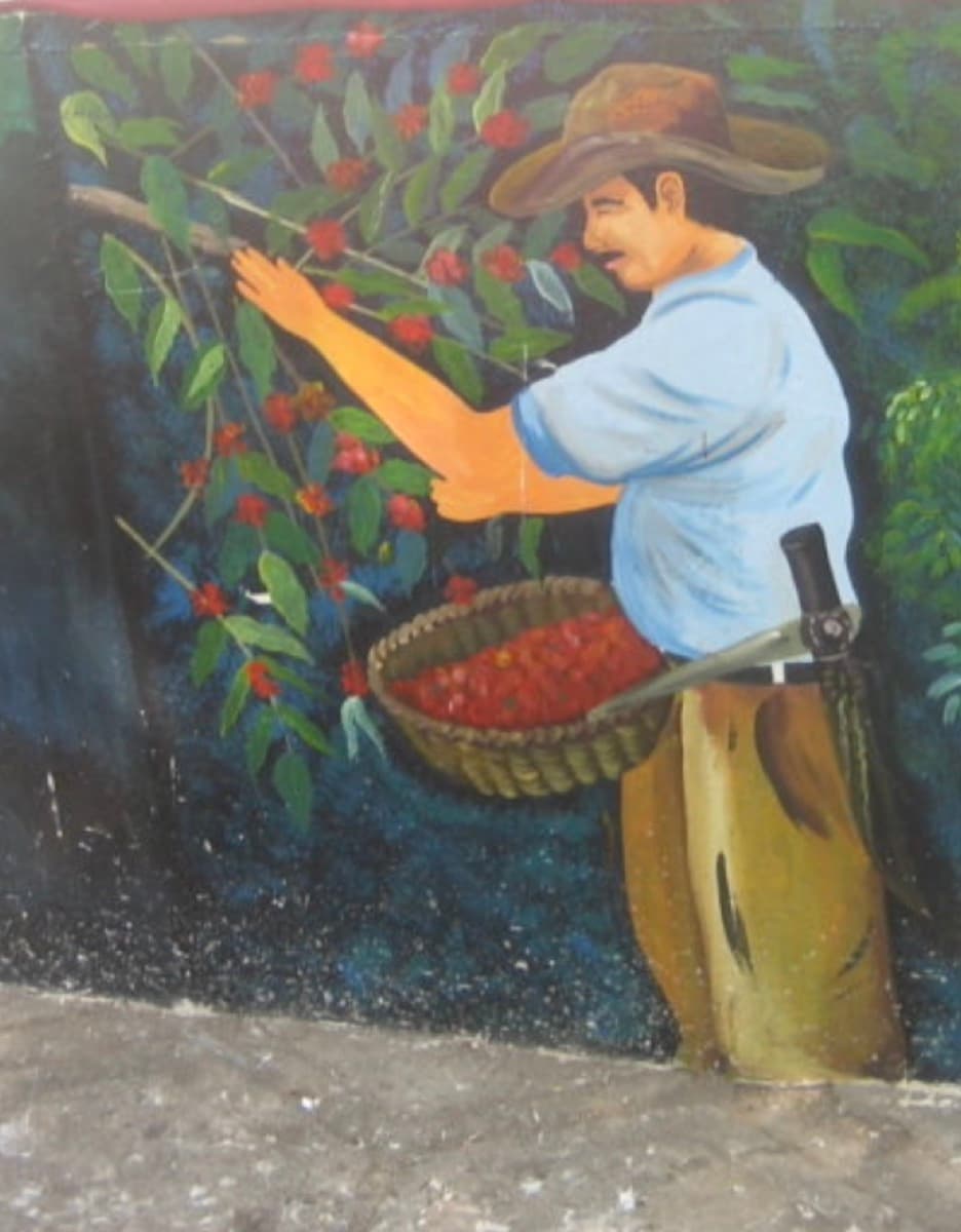 El Salvador El Carmen Pacamara