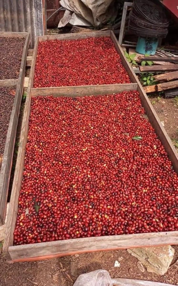 El Salvador El Carmen Pacamara, photo 2