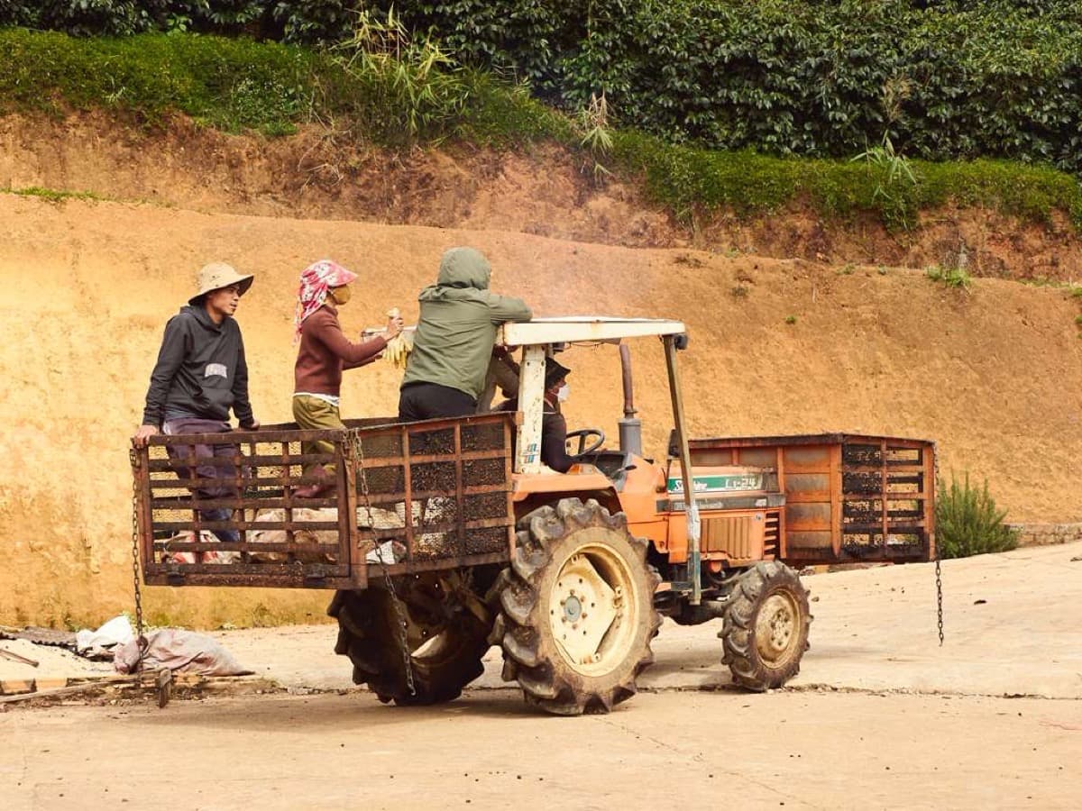 Vietnam Lac Duong Hieu Vuong - Honey Anaerobic Java, photo 10