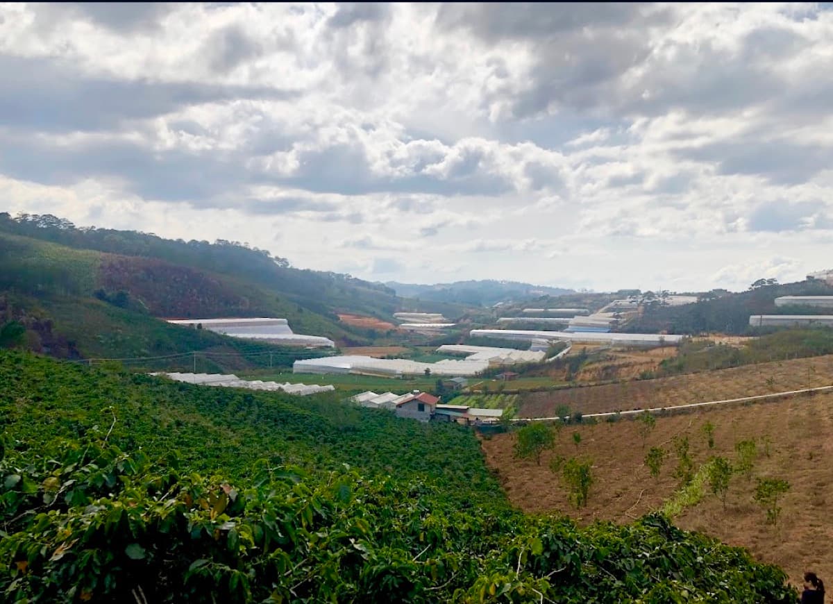 Vietnam Lac Duong Hieu Vuong - Honey Anaerobic Java, photo 11