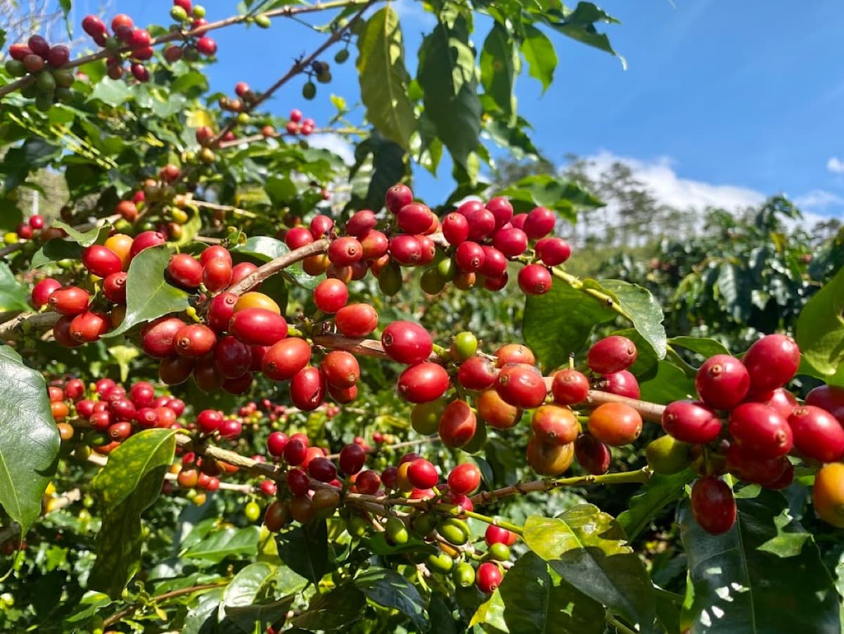 Vietnam Lac Duong Hieu Vuong - Honey Anaerobic Java, photo 12