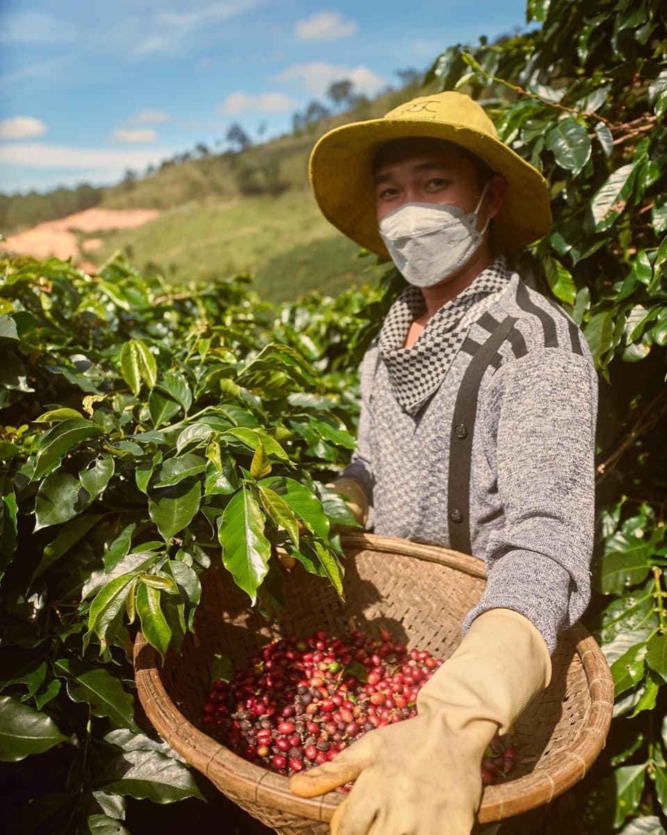 Vietnam Lac Duong Hieu Vuong - Honey Anaerobic Java, photo 3