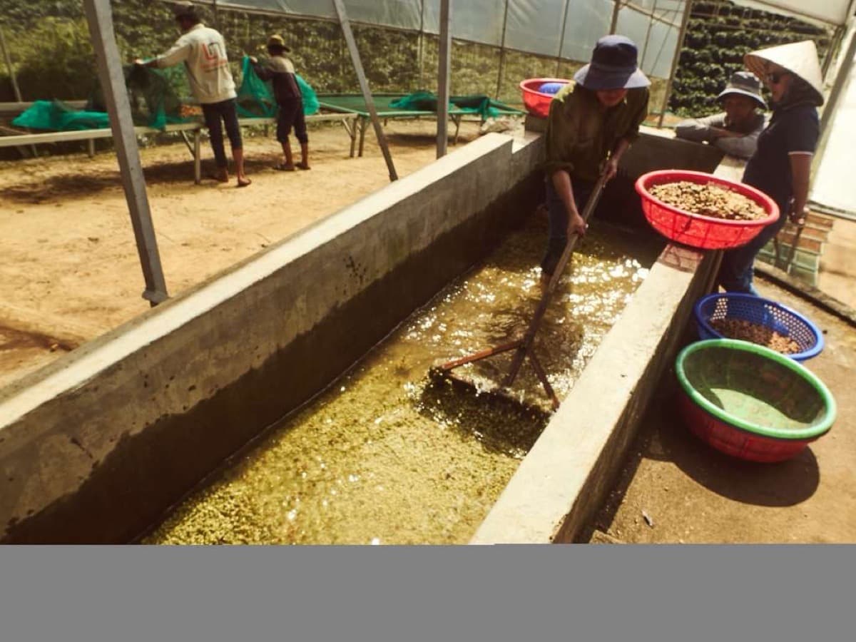 Vietnam Lac Duong Hieu Vuong - Honey Anaerobic Java, photo 5