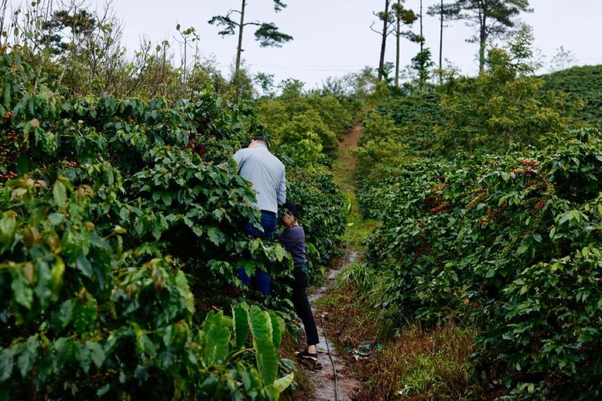 Vietnam Lac Duong Hieu Vuong - Honey Anaerobic Java, photo 8
