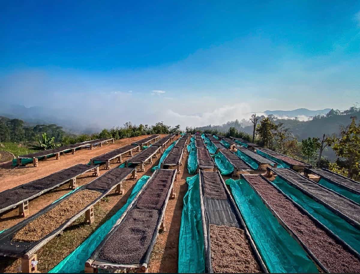 Yunnan Xishuangbanna Guiben 2x