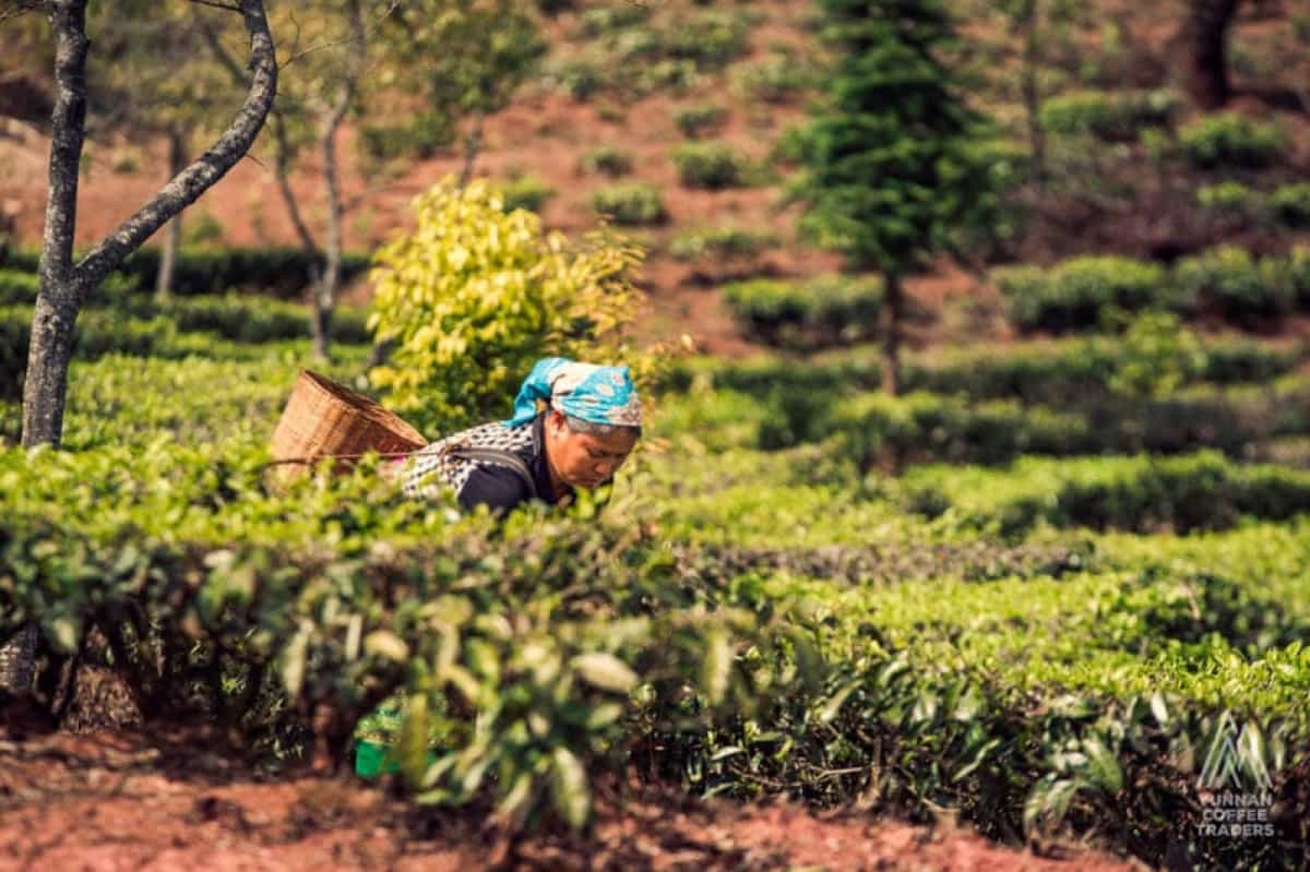 Yunnan Menglian Fuyan