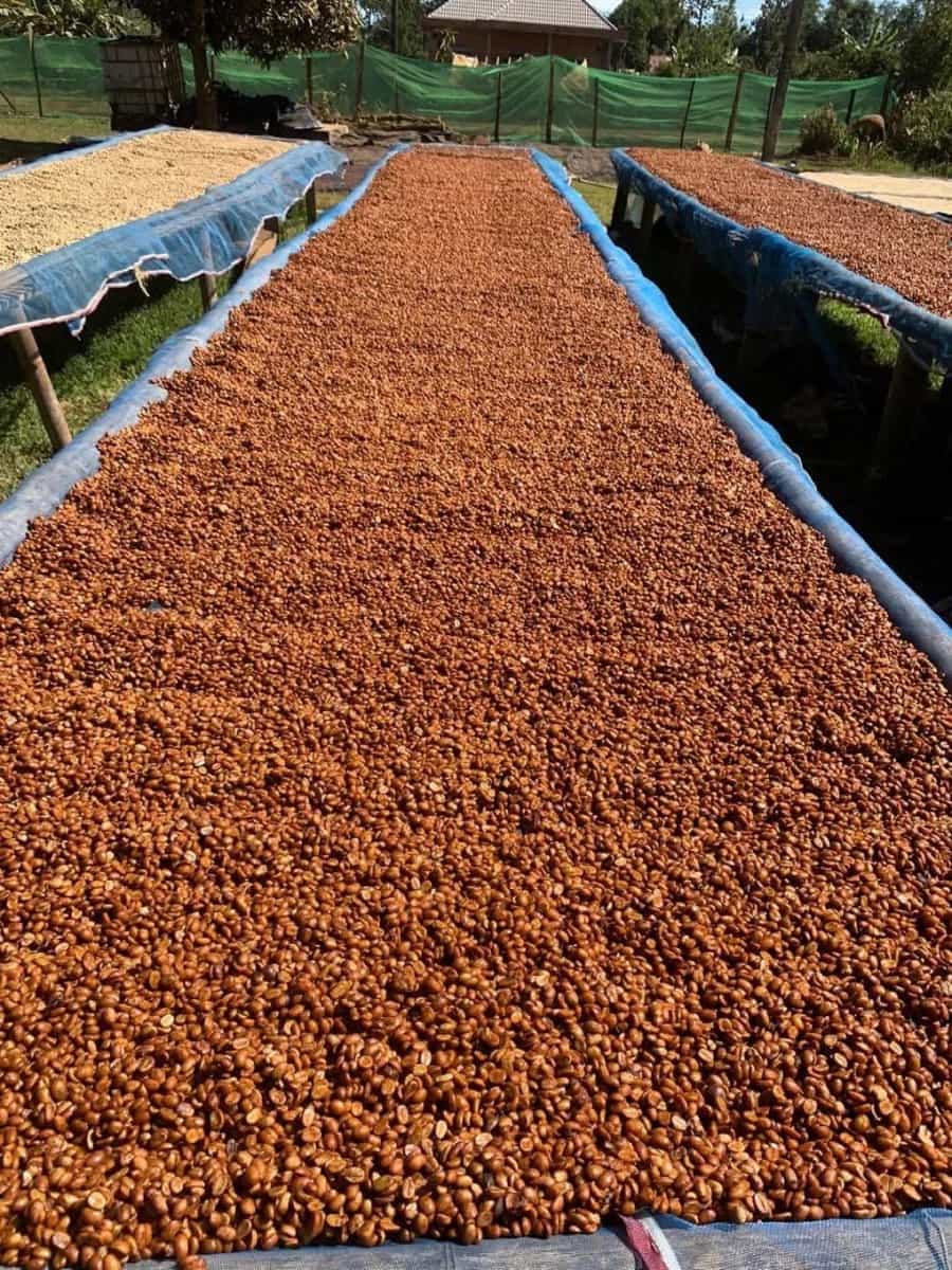 Cambodia Koh Kong - Honey Process Robusta