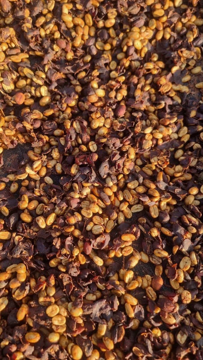 Cambodia Koh Kong - Honey Process Robusta, photo 2