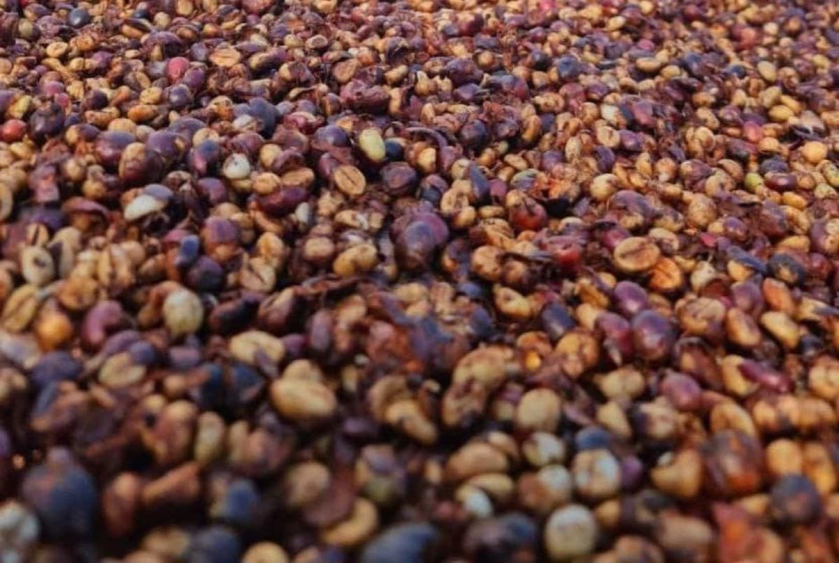 Cambodia Koh Kong - Honey Process Robusta, photo 3