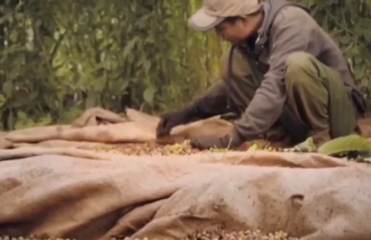 Cambodia Koh Kong - Honey Process Robusta, photo 5