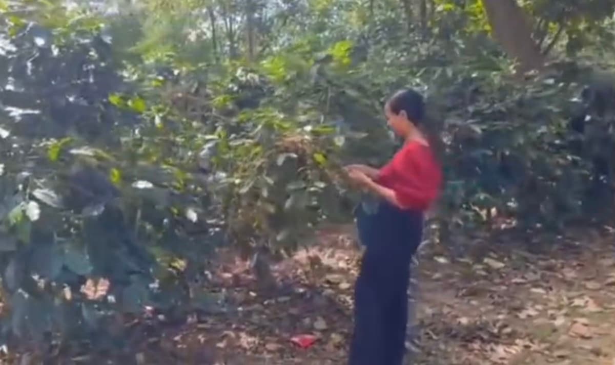 Cambodia Koh Kong - Honey Process Robusta, photo 6