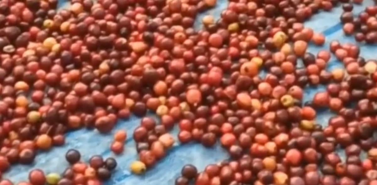 Cambodia Koh Kong - Honey Process Robusta, photo 7