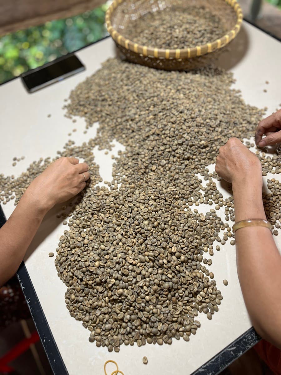 Vietnam Quang Tri 96B Project - Natural Anaerobic Liberica