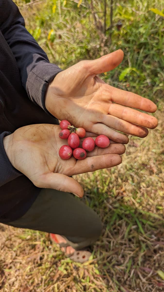 Vietnam Quang Tri 96B Project - Natural Anaerobic Liberica, photo 10