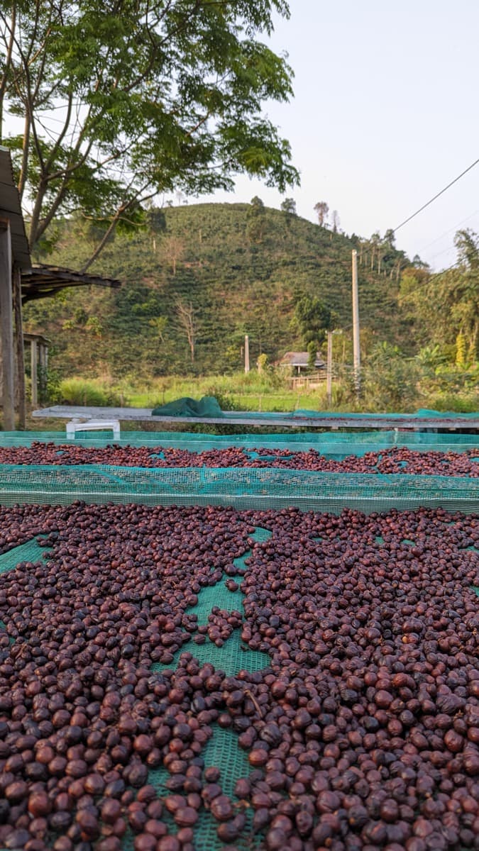 Vietnam Quang Tri 96B Project - Natural Anaerobic Liberica, photo 13