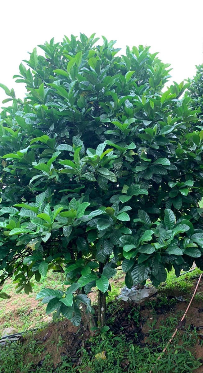 Vietnam Quang Tri 96B Project - Natural Anaerobic Liberica, photo 15