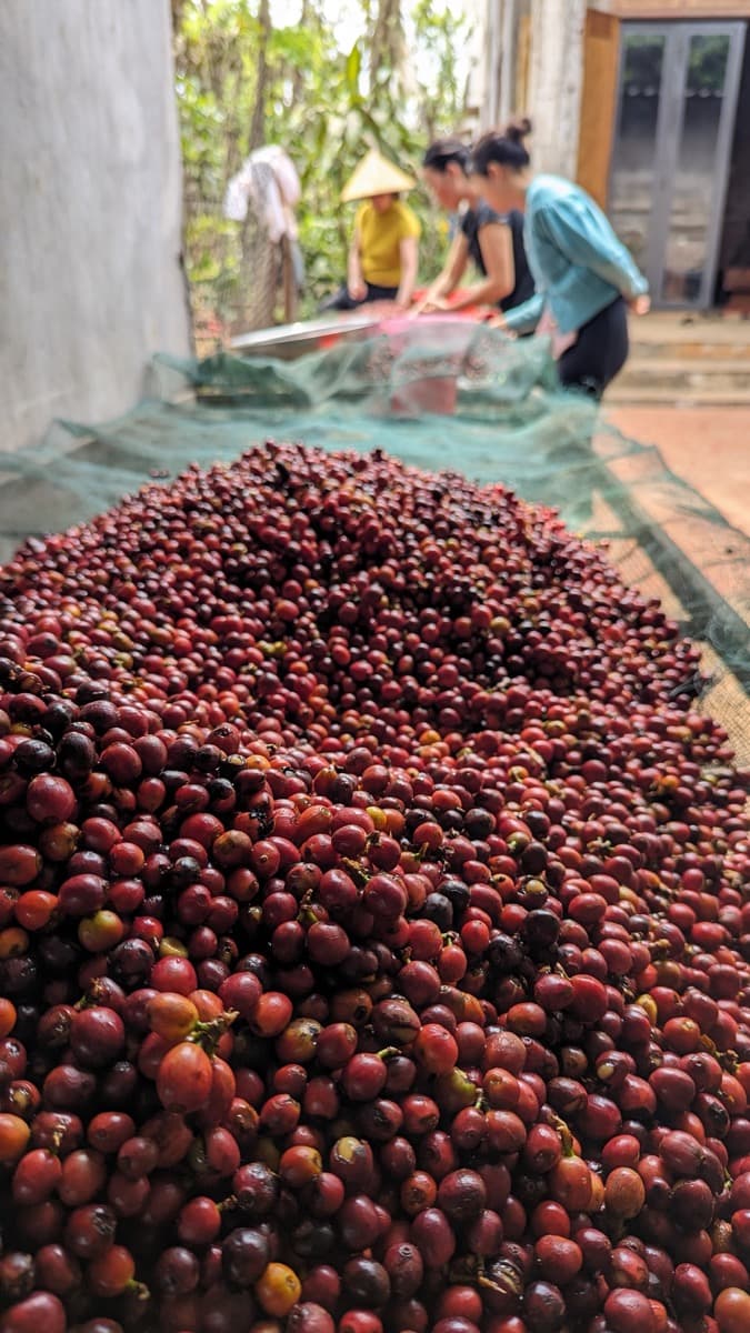 Vietnam Quang Tri 96B Project - Natural Anaerobic Liberica, photo 3