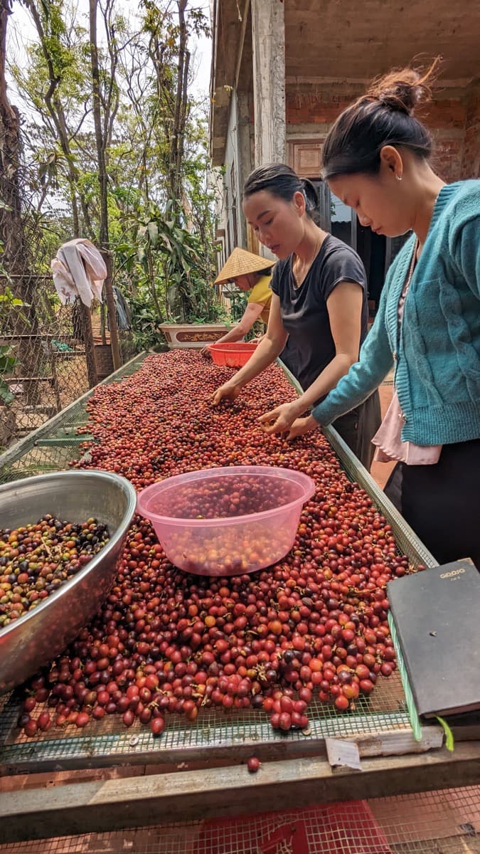 Vietnam Quang Tri 96B Project - Natural Anaerobic Liberica, photo 4