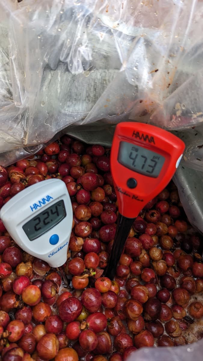 Vietnam Quang Tri 96B Project - Natural Anaerobic Liberica, photo 5
