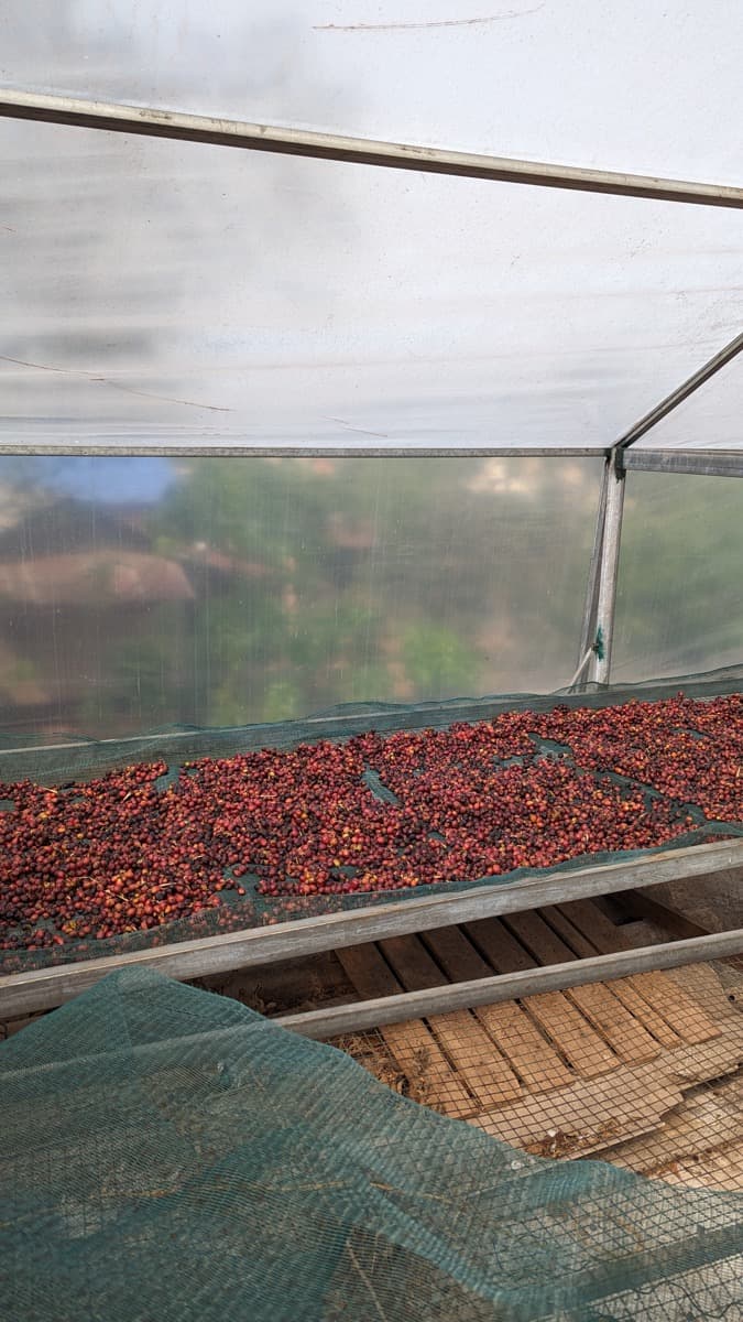 Vietnam Quang Tri 96B Project - Natural Anaerobic Liberica, photo 6