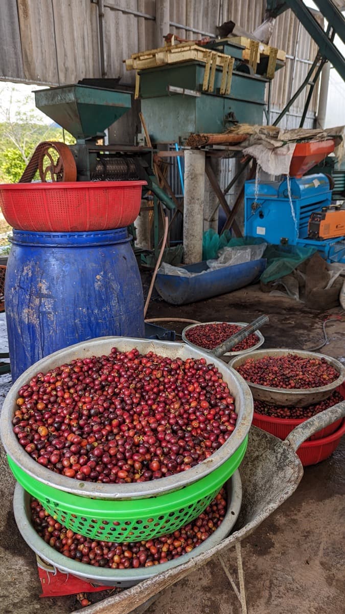 Vietnam Quang Tri 96B Project - Natural Anaerobic Liberica, photo 7