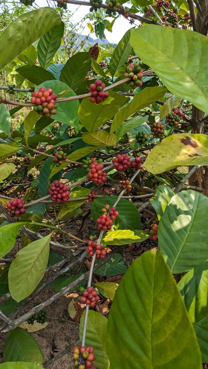 Vietnam Quang Tri 96B Project - Natural Anaerobic Liberica, photo 9