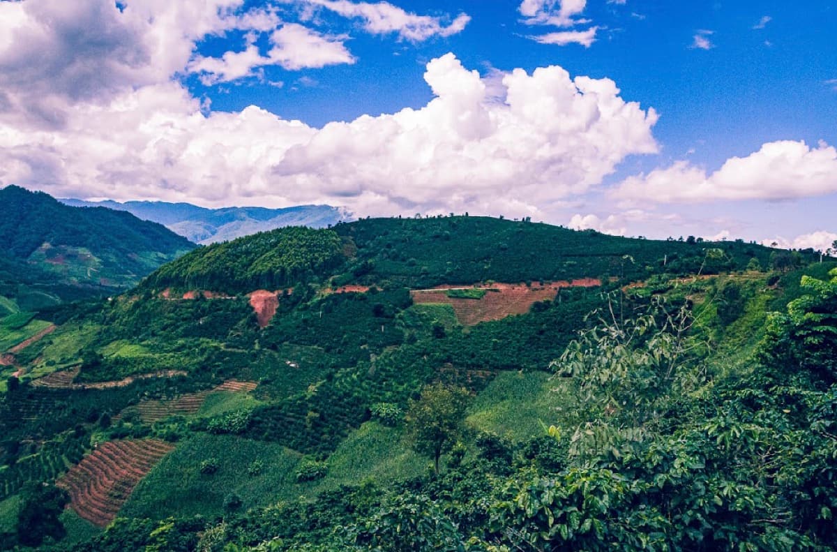 Amicitia - Half Caff, photo 13